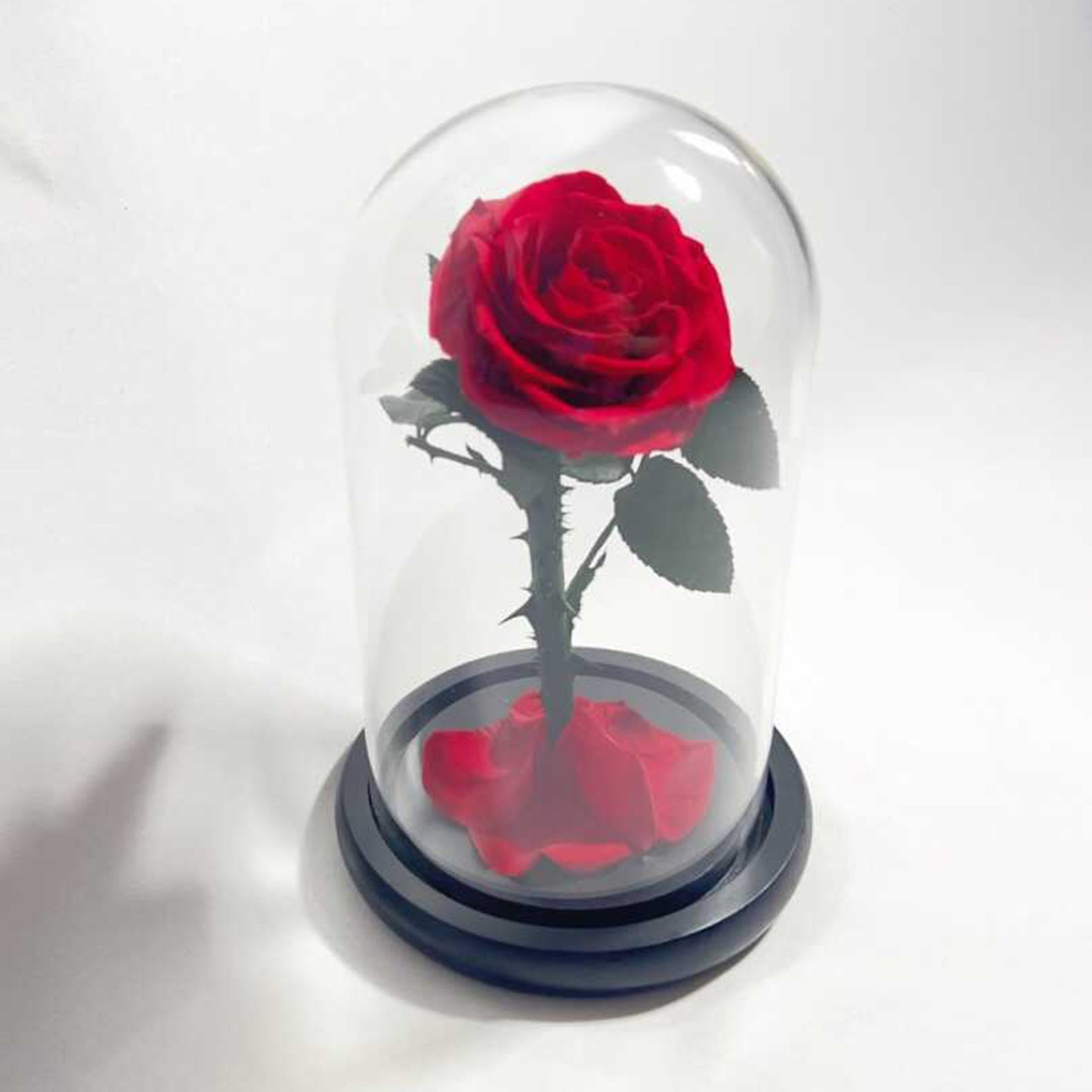Real Rose in Glass Dome - Valentine's Mother's Day 2-3yr Preserved