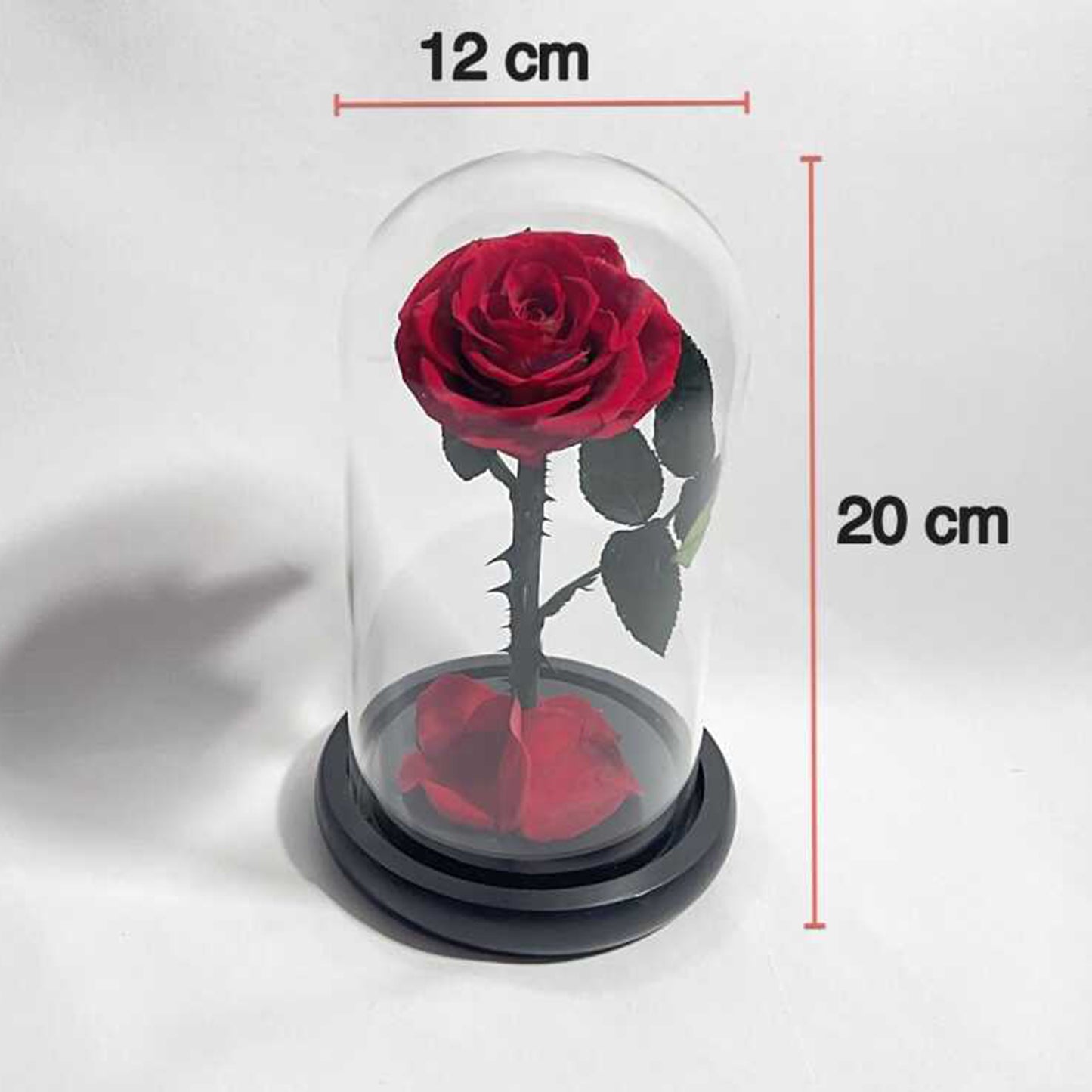 Real Rose in Glass Dome - Valentine's Mother's Day 2-3yr Preserved