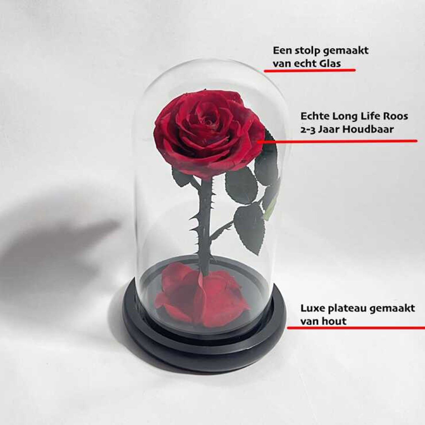 Real Rose in Glass Dome - Valentine's Mother's Day 2-3yr Preserved