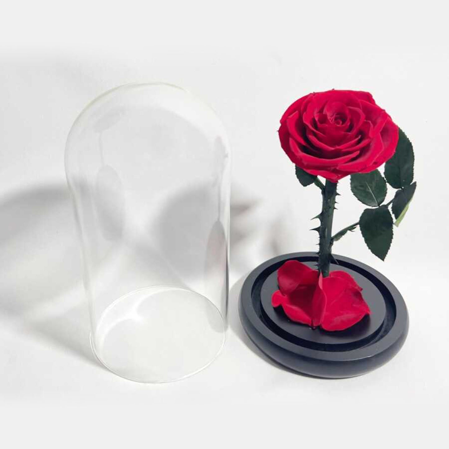 Real Rose in Glass Dome - Valentine's Mother's Day 2-3yr Preserved