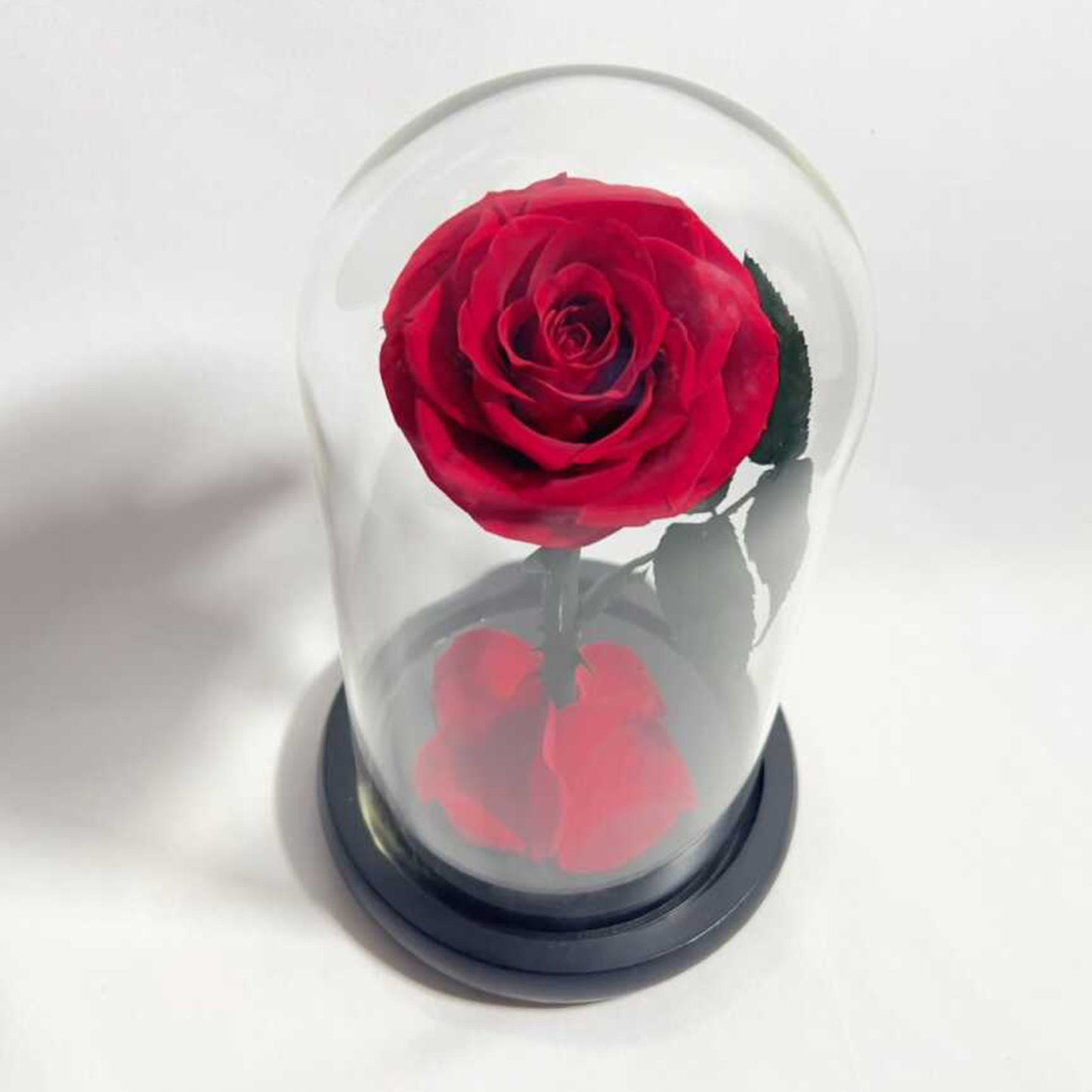Real Rose in Glass Dome - Valentine's Mother's Day 2-3yr Preserved